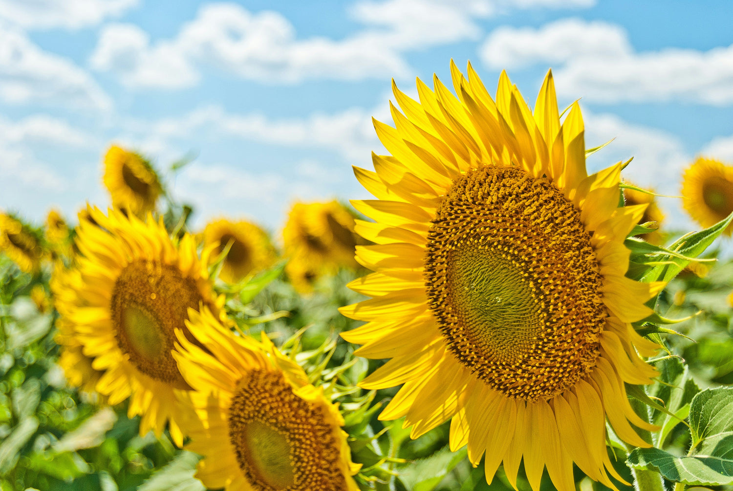 Sommerprojekte